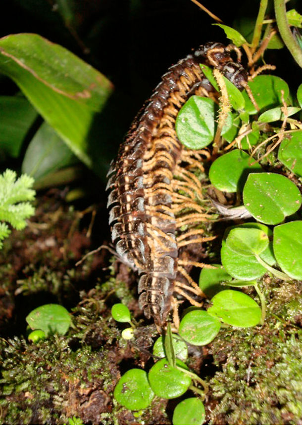 Centipedes up to no good in forest! They didn't know they were being watched!  Amazon rain forest,Brown centipede,Ecuador,Geotagged
