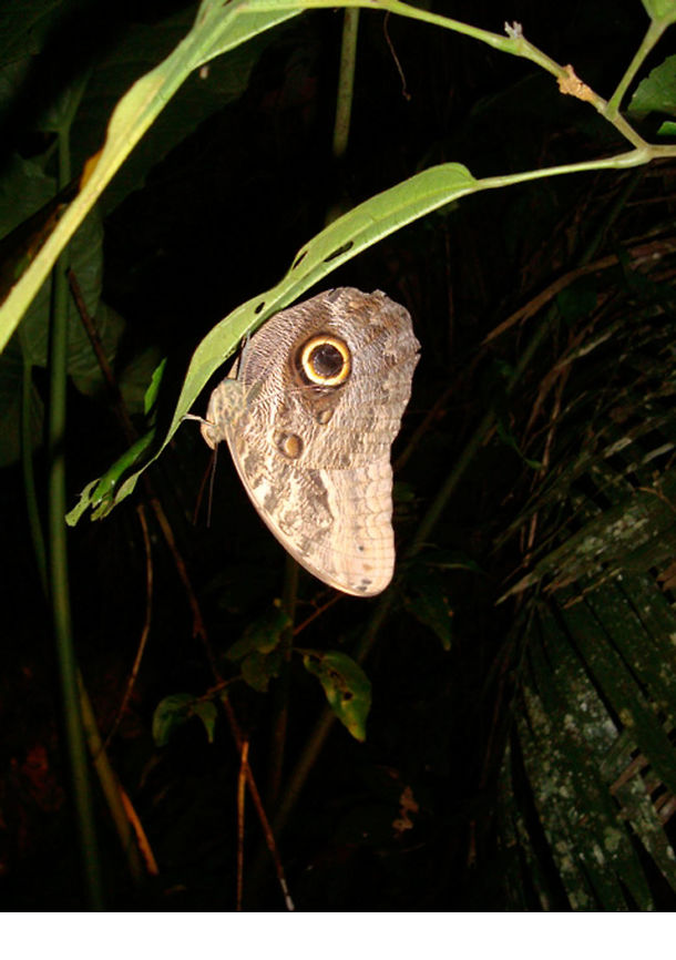 Large brown Moth  from Ecuador Taken during a walk at night in the rainforest in The Amazon Basin  Caligo eurilochus,Forest Giant Owl
