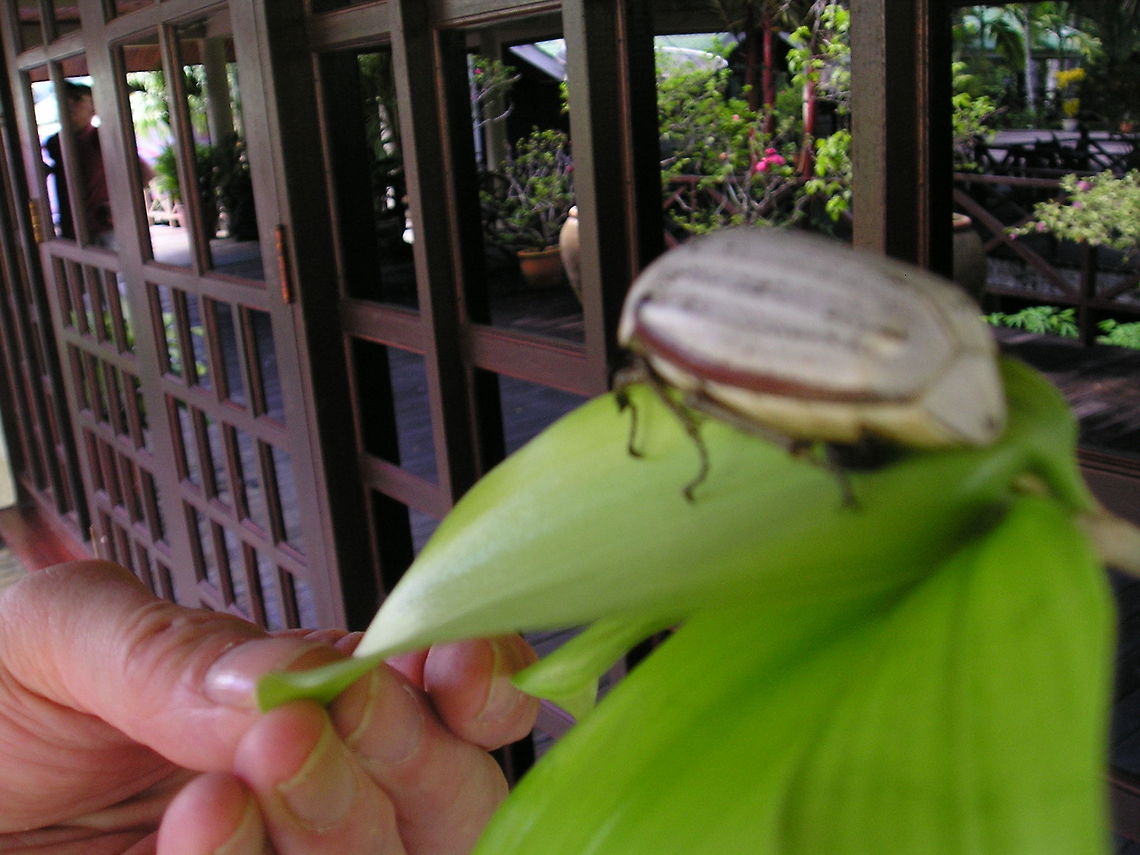 Very large creamy coloured bug Finding these large bumbling beetles in the morning in Mulu was a race against people who wanted to stamp on them! <br />
 Borneo rainforest,Bugs,beetles