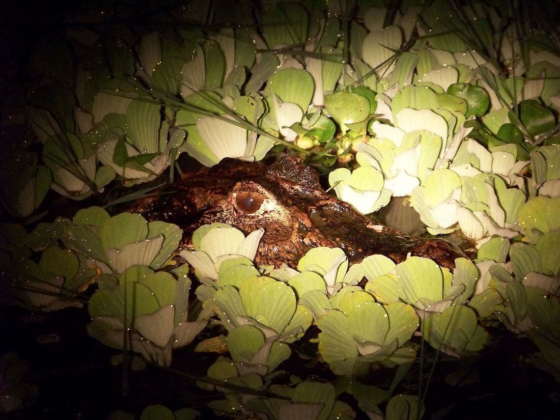 Come closer if you dare! Taken at night with a zoom! We were in a canoe on a lagoon, when I spotted a large red eye watching us...........as soon as we had taken some pictures we headed back to land. 2004,Black caiman,Ecuador,Ecuadorian Amazon,Fall,Geotagged,Melanosuchus niger