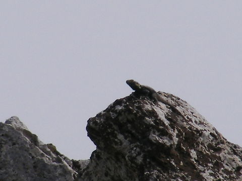 King of the castle A  very hot morning and this lizard(?) was warming itself up. Geotagged,Spring,Turkey