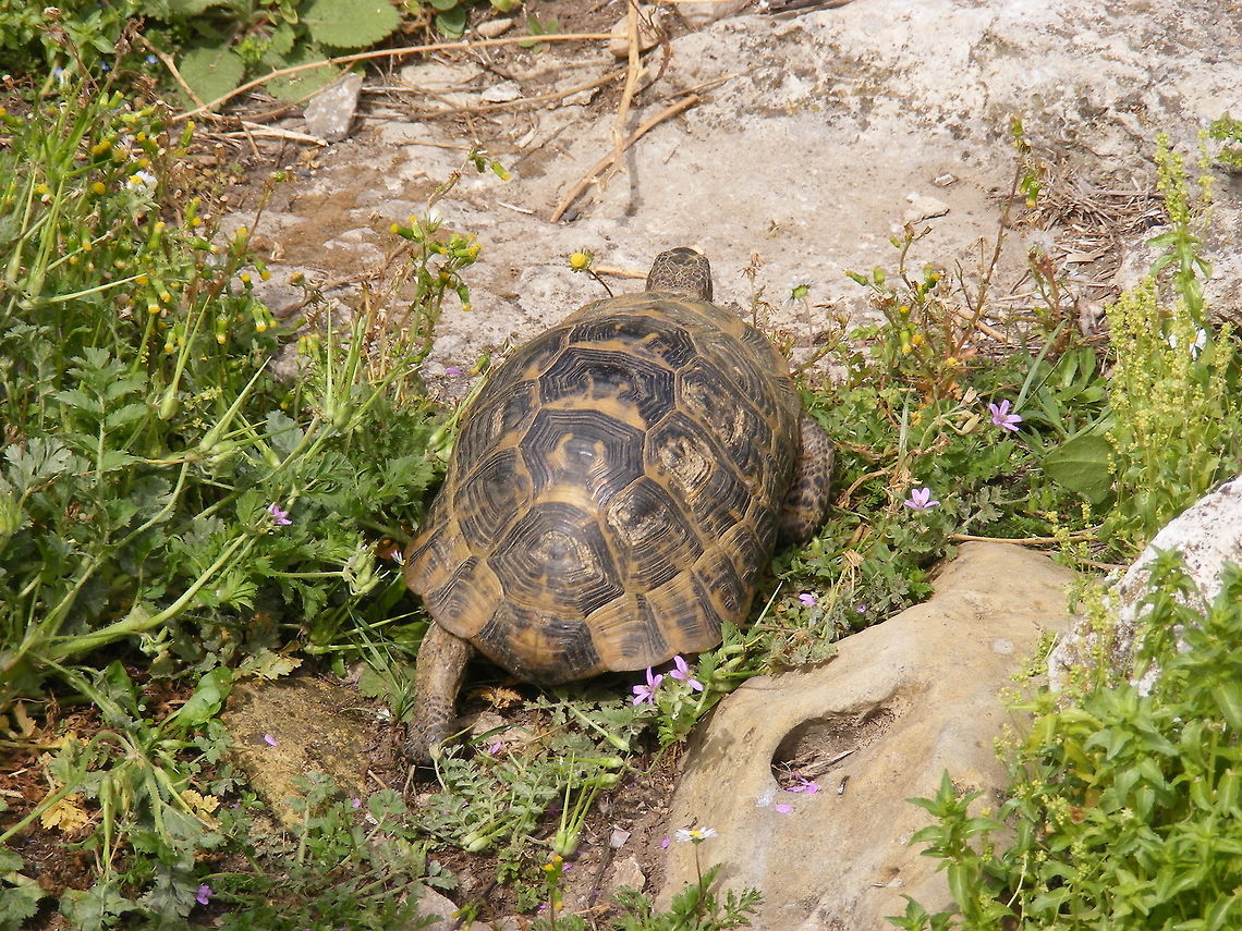 She's round this rock, I'm sure! Saw this tortoise following his mate near Antalya. seems a lot flatter than the species identification Geotagged,Spring,Turkey,tortoise