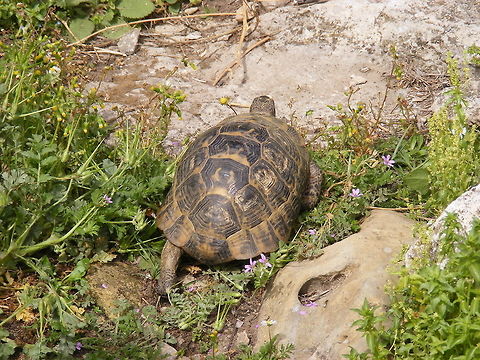 She's round this rock, I'm sure! Saw this tortoise following his mate near Antalya. seems a lot flatter than the species identification Geotagged,Spring,Turkey,tortoise