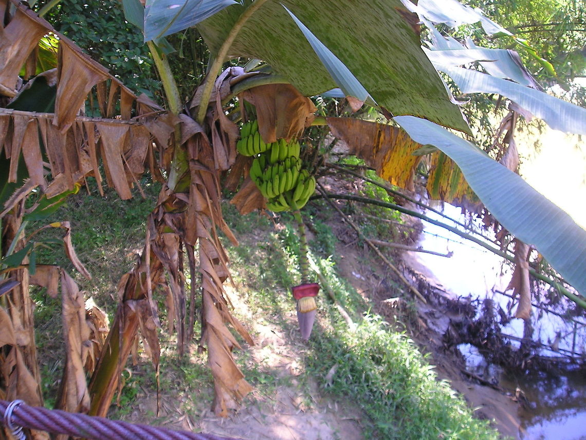 banana_tree As we reached the end of the rope bridge I saw this banana plant growing on the side of the bank just below the bridge  Borneo,Musa acuminata,Musa × paradisiaca,musa acuminata
