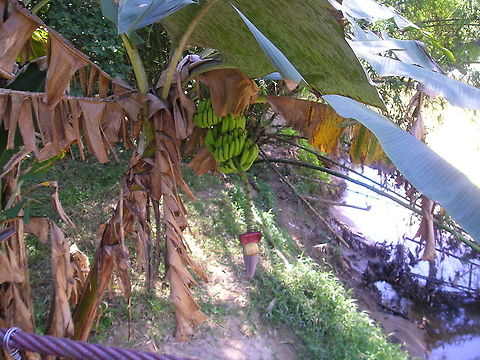 banana_tree As we reached the end of the rope bridge I saw this banana plant growing on the side of the bank just below the bridge  Borneo,Musa acuminata,Musa × paradisiaca,musa acuminata