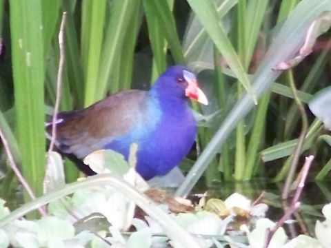 a beautiful rail The sun shining on this bird enhanced the colour so much! Sorry the pic is fuzzy, it was n the opposite river bank Amazon,Ecuador,Swamp hen,purple,rainforest