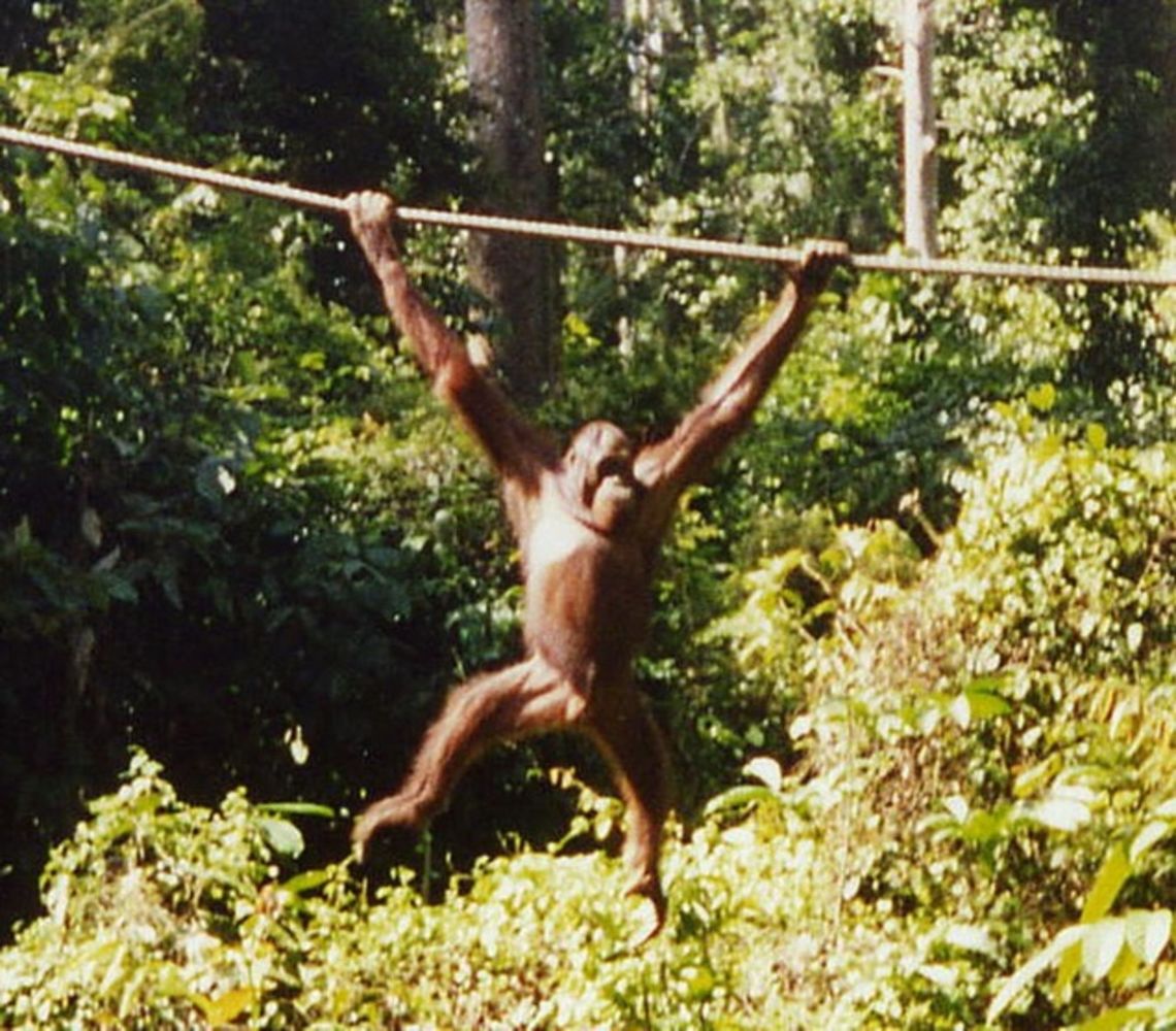 swinging through the trees on my great long arms! This lovely fellow realised it was feeding time and came to see if we had bananas. Bornean orangutan,Geotagged,Malaysia,Pongo pygmaeus