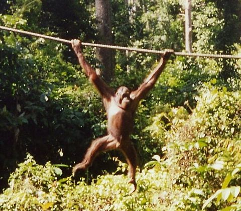 swinging through the trees on my great long arms! This lovely fellow realised it was feeding time and came to see if we had bananas. Bornean orangutan,Geotagged,Malaysia,Pongo pygmaeus
