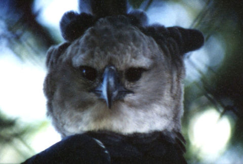 Harpy Eagle. Seen from a canoe on the River Napo, Amazon rainforest.  Amazon,Ecuador,Equador,Geotagged,Harpia harpyja,Harpy Eagle,Peru,remote triburary.