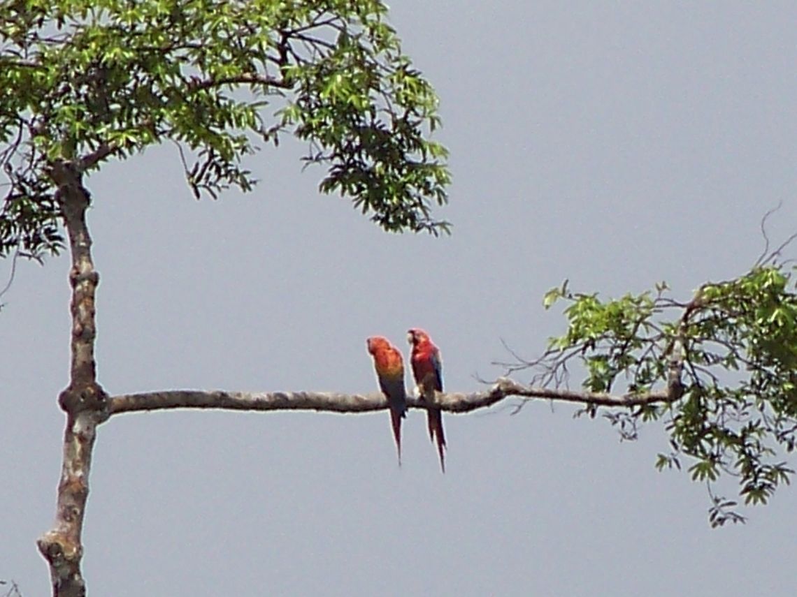 Two scarlet macaws Beautiful macaws,the largest parrots in the world.     Ara macao,Ecuador,Fall,Geotagged,Scarlet Macaw