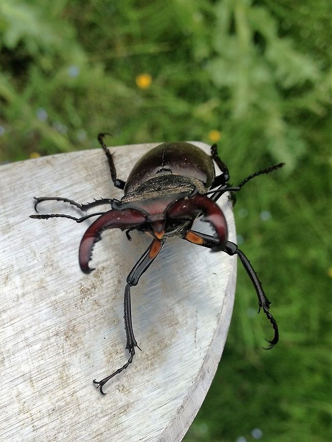 I'm not afraid of you! A stag beetle found in a garden Geotagged,Lucanus cervus,Spring,Stag beetle,United Kingdom