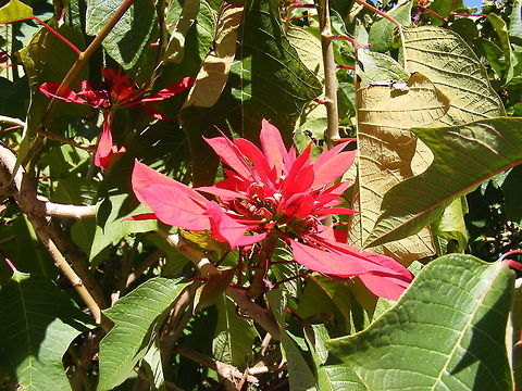 Poinsettias  on the Island of Reunion So common but so impressive! I love these plants, even the little ones I get at Christmas -:) Euphorbia pulcherrima,Geotagged,Poinsettia,Reunion,Winter