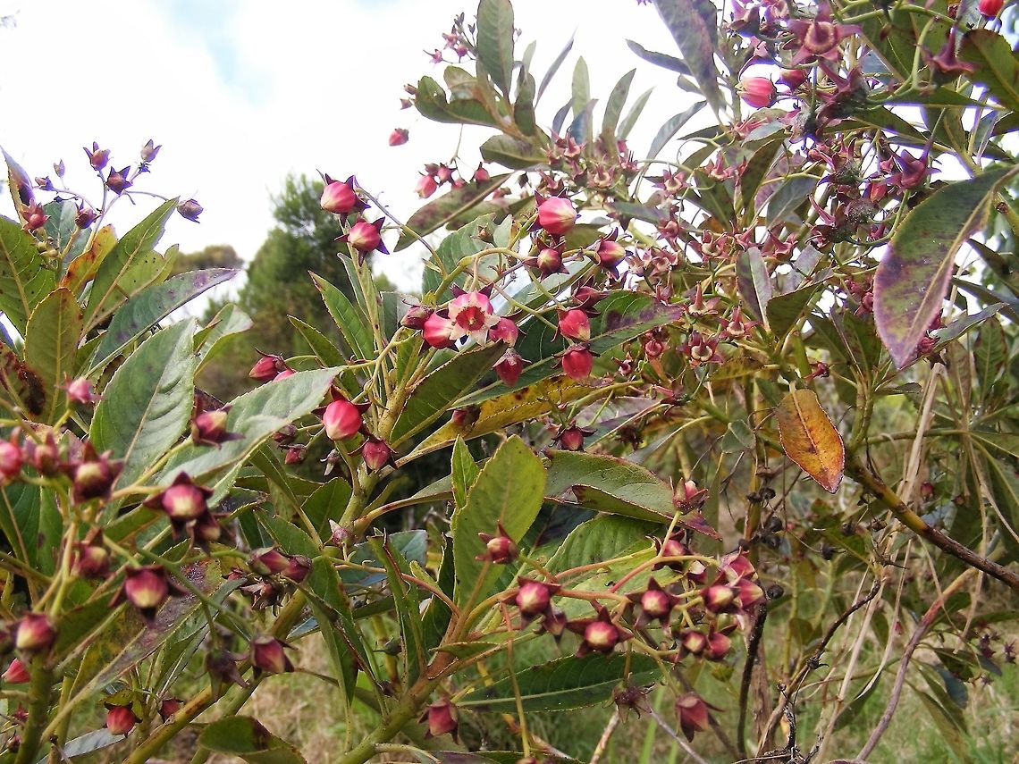 Very pretty wild bush from Reunion These bushes were growing by the road near Ravine Bras des Calumets, Reunion Forgesia racemosa,Geotagged,Reunion,Reunion 2016,Winter