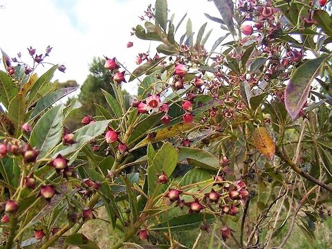 Very pretty wild bush from Reunion These bushes were growing by the road near Ravine Bras des Calumets, Reunion Forgesia racemosa,Geotagged,Reunion,Reunion 2016,Winter