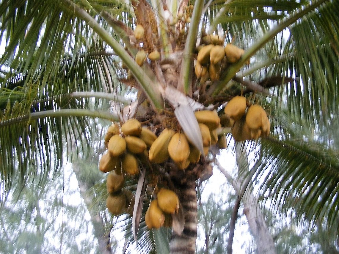 A lovely bunch of coconuts! Couldn&#039;t resist a photo of a coconut palm. Coconut palmCocos nucifera,Cocos nucifera,Geotagged,Reunion,Winter