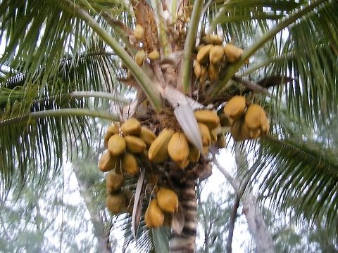A lovely bunch of coconuts! Couldn't resist a photo of a coconut palm. Coconut palmCocos nucifera,Cocos nucifera,Geotagged,Reunion,Winter