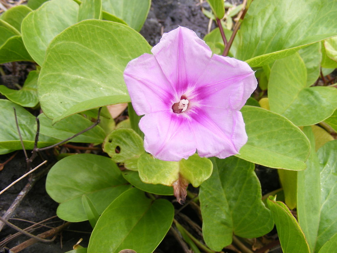 Pink bindweed look-alike At first I thought it was a pink bindweed but it has the wrong-shaped leaves. It was growing everywhere but this particular one was on an old volcanic flow. Common Morning Glory,Geotagged,Ipomoea purpurea,Reunion,Winter,coastal,volcanic flow,winter