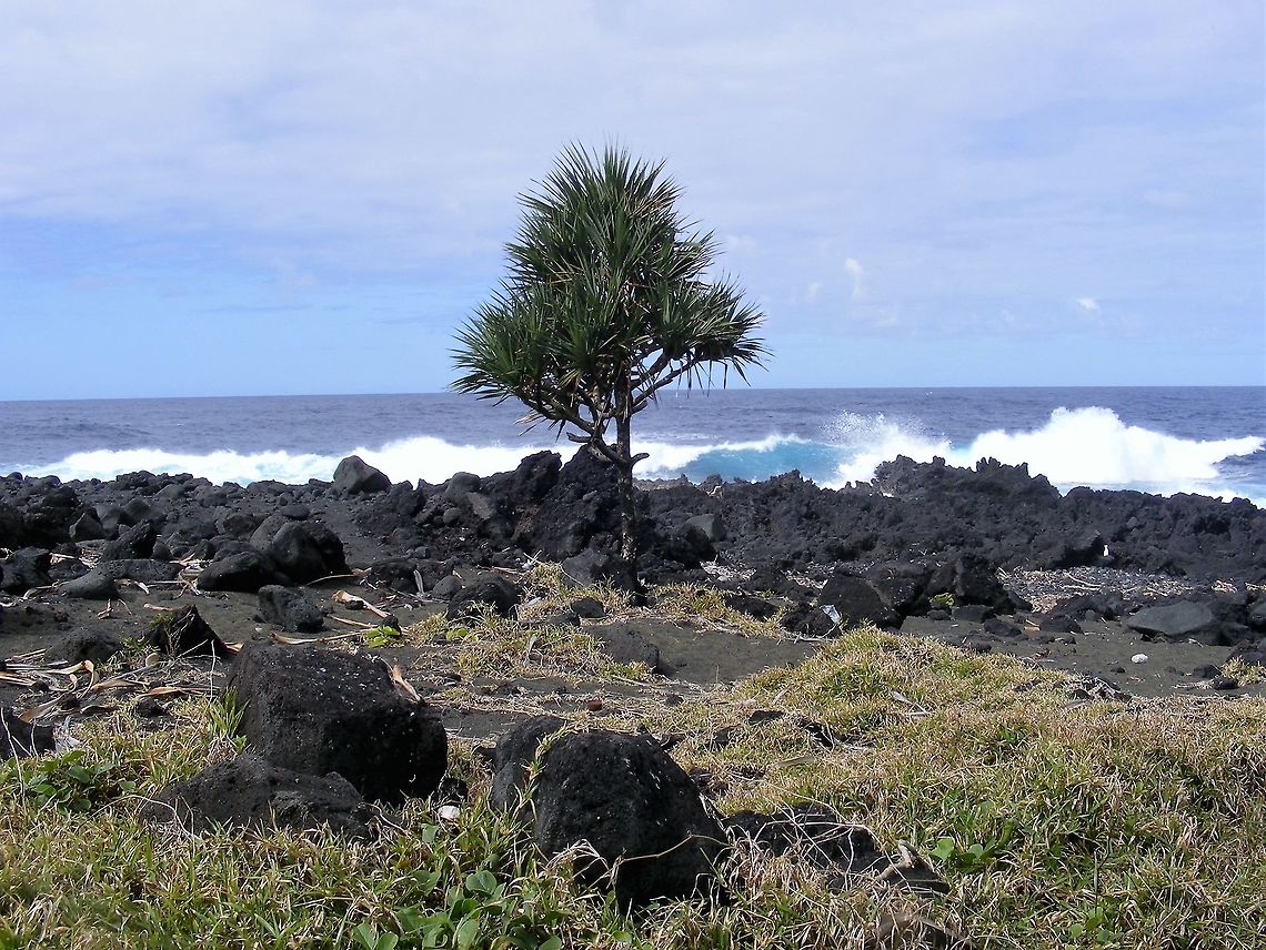 On the lava flow at the edge of the sea The Piton de Takamaka overflowed to the sea many years ago. a lone tree stands at the edge of the coast.  Geotagged,Indian Ocean,Pandanus utilis,Reunion,Reunion 2016,Winter,winbter