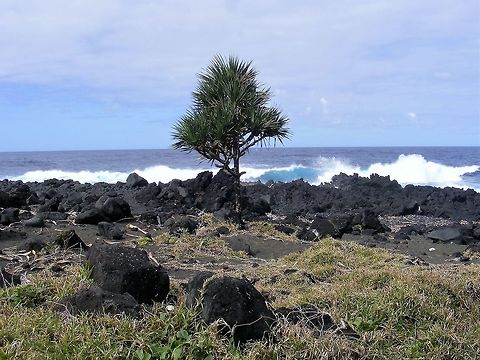 On the lava flow at the edge of the sea The Piton de Takamaka overflowed to the sea many years ago. a lone tree stands at the edge of the coast.  Geotagged,Indian Ocean,Pandanus utilis,Reunion,Reunion 2016,Winter,winbter