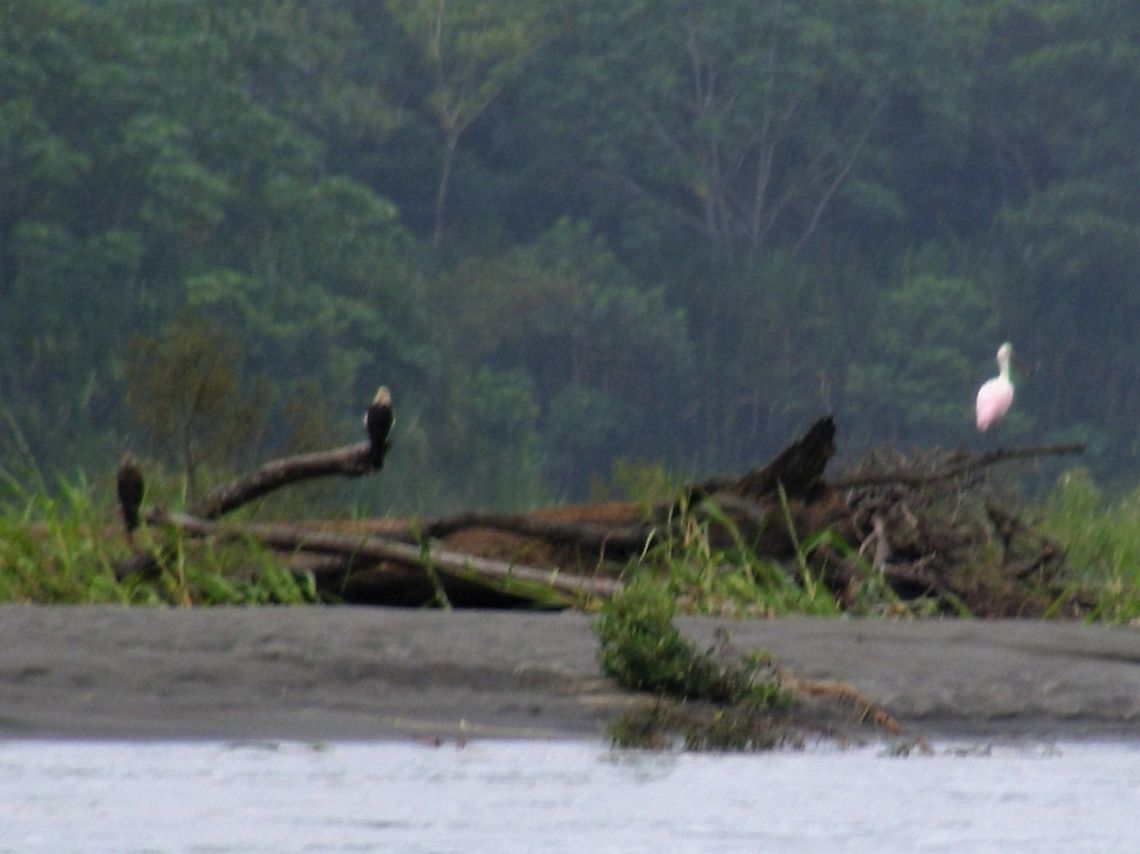 Three Big Birds on a Log These birds didn&#039;t want to turn around I wonder what they were looking at?  One looks as if it could be  a  spoonbill or egret. Ecuador,Fall,Geotagged,egret