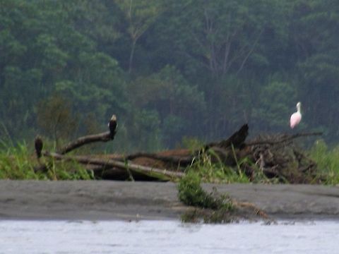 Three Big Birds on a Log These birds didn't want to turn around I wonder what they were looking at?  One looks as if it could be  a  spoonbill or egret. Ecuador,Fall,Geotagged,egret