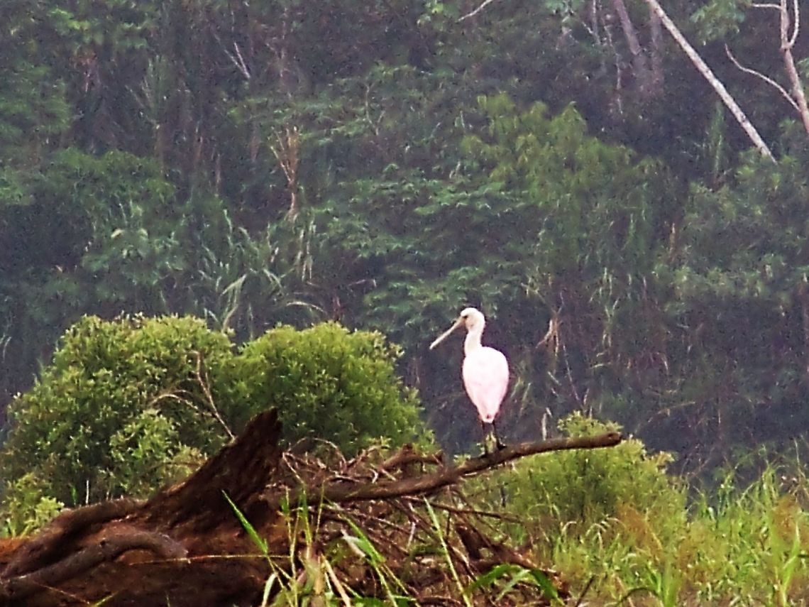 is this a spoonbill? one of the three birds on a log! Amazon Rainforest,Ecuador,Fall,Geotagged,Platalea ajaja,Roseate Spoonbill
