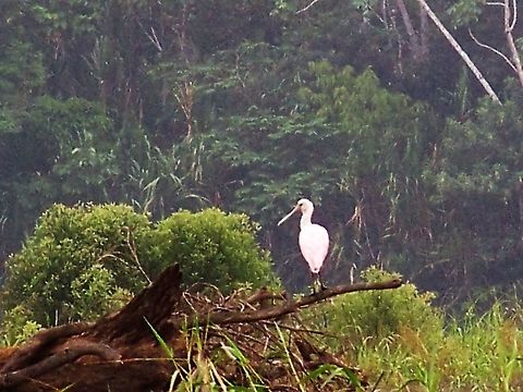is this a spoonbill? one of the three birds on a log! Amazon Rainforest,Ecuador,Fall,Geotagged,Platalea ajaja,Roseate Spoonbill