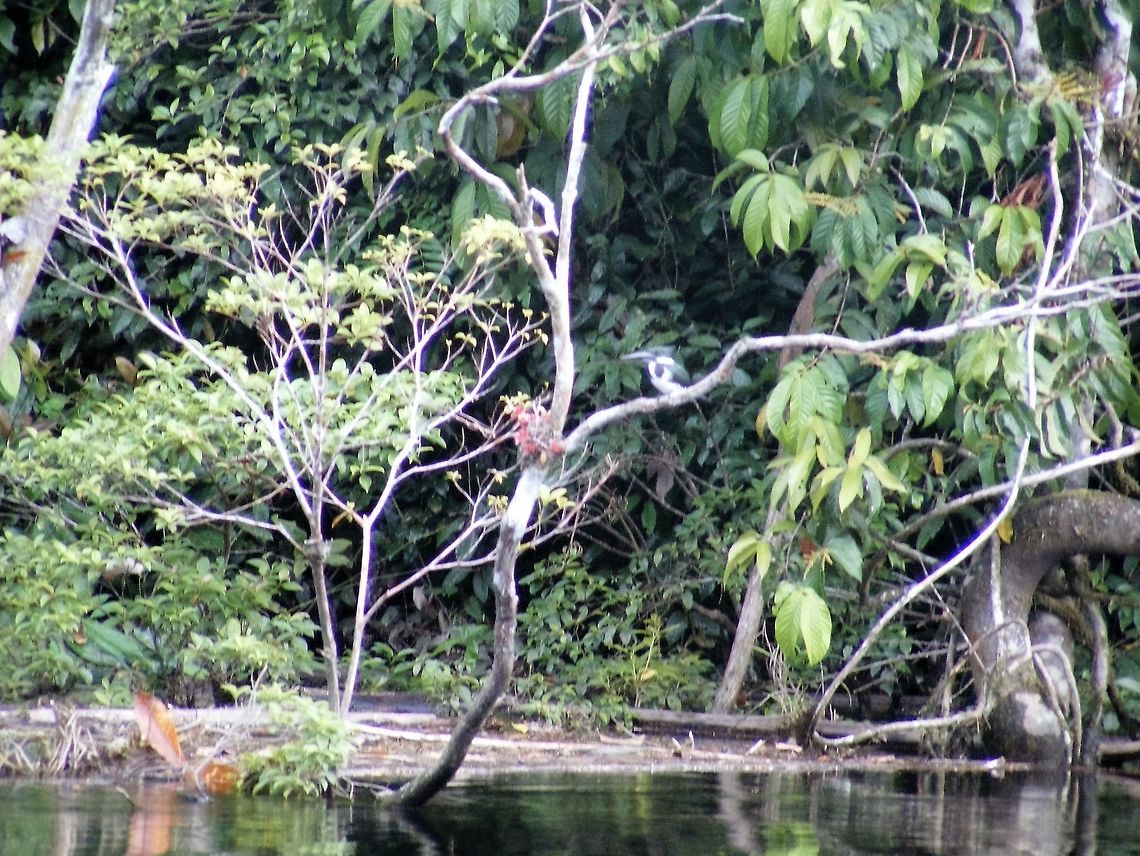 Pensive Kingfisher This guy just sat on his branch looking as if he was asleep. Amazon Kingfisher,Chloroceryle amazona,Ecuador,Fall,Geotagged