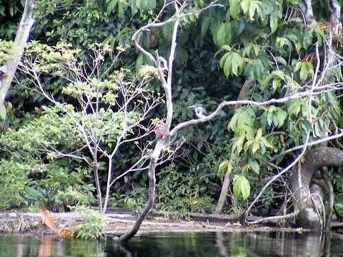 Pensive Kingfisher This guy just sat on his branch looking as if he was asleep. Amazon Kingfisher,Chloroceryle amazona,Ecuador,Fall,Geotagged