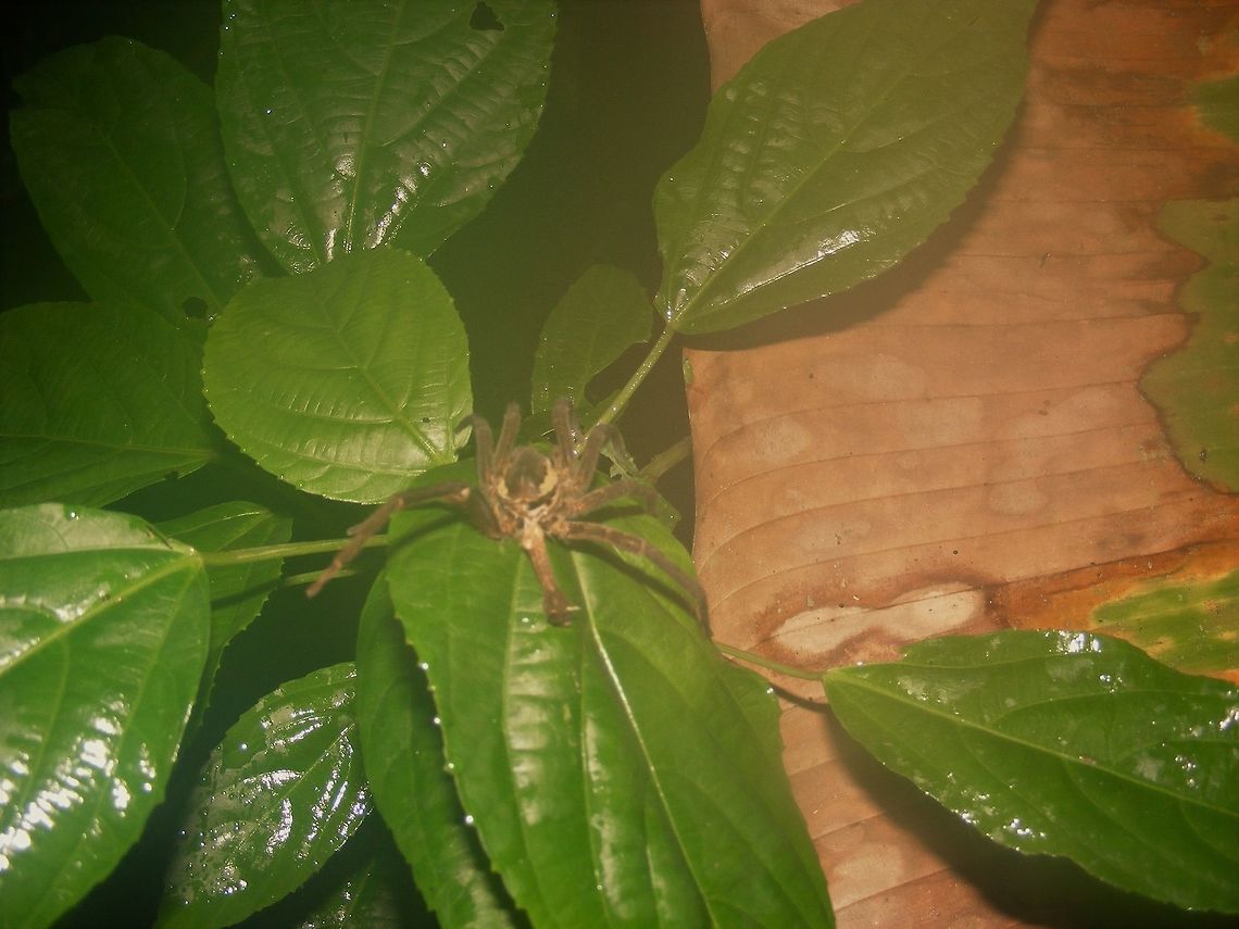 Small spider hiding in bush on a night walk into the rainforest we spotted this lovely spider Amazon rainforest,Ecuador,Fall,Geotagged,Spider
