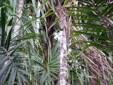 A much better view of the potoo This is a better picture of my previous submission.  Ecuador,Fall,Geotagged,Nyctibius griseus,common potoo