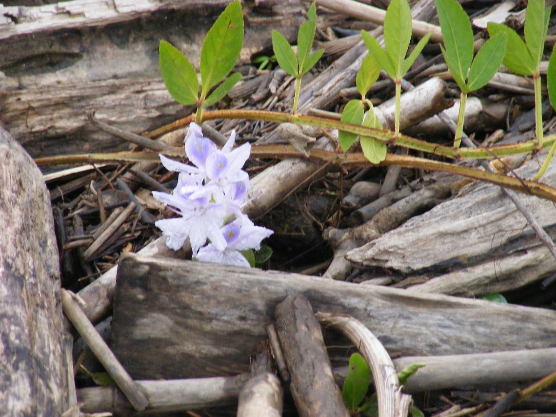 A pretty lilac flower amongst the driftwood we landed on a large sandbank between Ecuador and Peru and I spotted this lovely flower. Common Water Hyacinth,Ecuador,Eichhornia crassipes,Fall,Geotagged