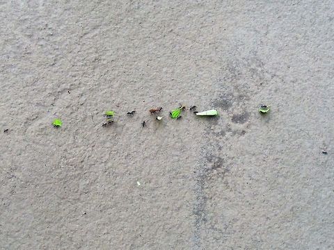 Do we have to carry these leaves about? A row of leafcutter ants on an Amazonian sandbank Ecuador,Fall,Geotagged