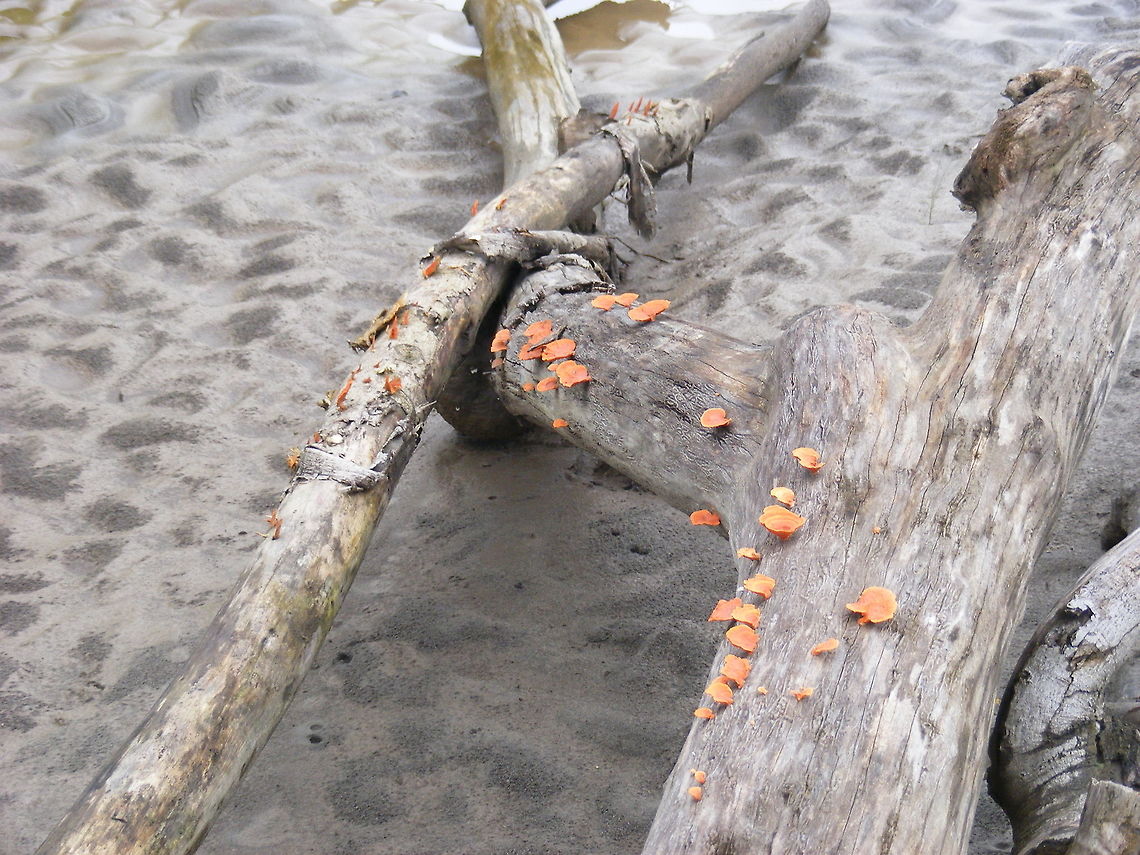 Orange fungi on old drift wood This lovely pile of driftwood on a sandbank on the River Napo sported a row of small orange fungi Ecuador,Fall,Geotagged,Podoscy,fungi of South America