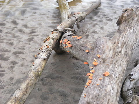 Orange fungi on old drift wood This lovely pile of driftwood on a sandbank on the River Napo sported a row of small orange fungi Ecuador,Fall,Geotagged,Podoscy,fungi of South America