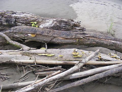 lovely greenish fungi on the sandbank, a wealth of fungi, this one (a bracket fungi?) was delicate shades of green. Amazon rainforest,Ecuador,fall,fungus