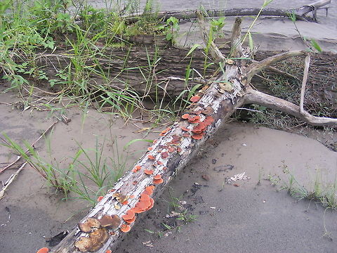 Lovely pink fungi yet another example of Amazonian fungi! Ecuador,Fall,Geotagged,Pycnoporus sanguineus