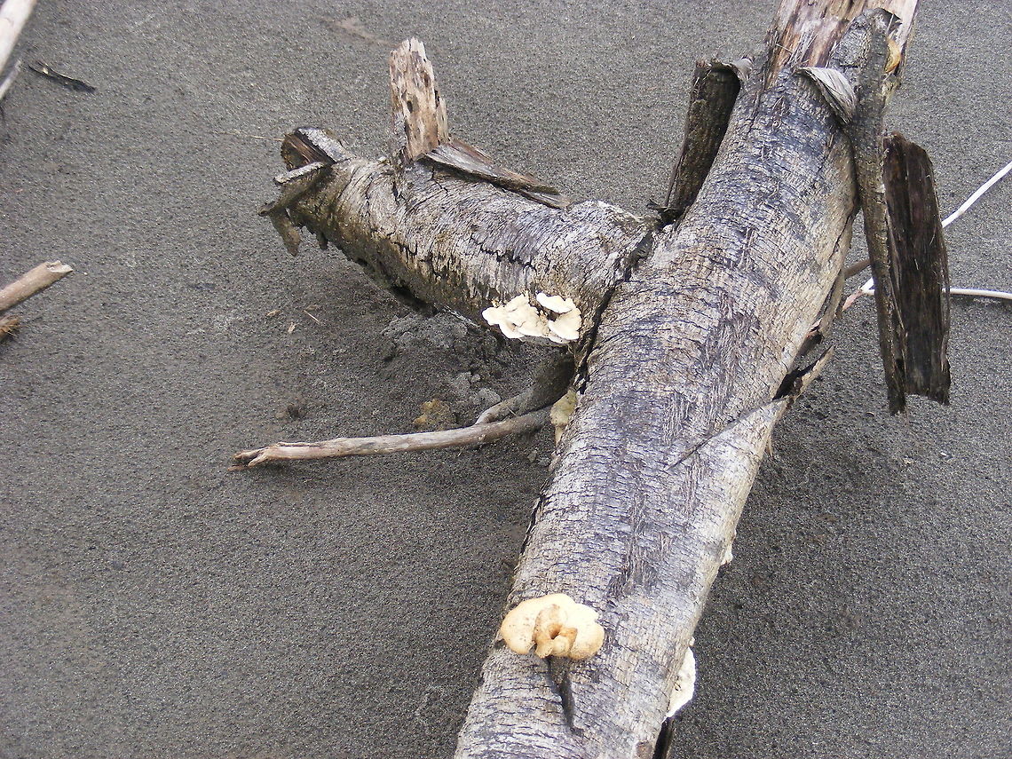 More fungi -  white this time! Yet another log on a sandbank  Every piece of wood I looked at  seemed to have a  different type or colour of some form of fungus Amazon,Fall,fungus