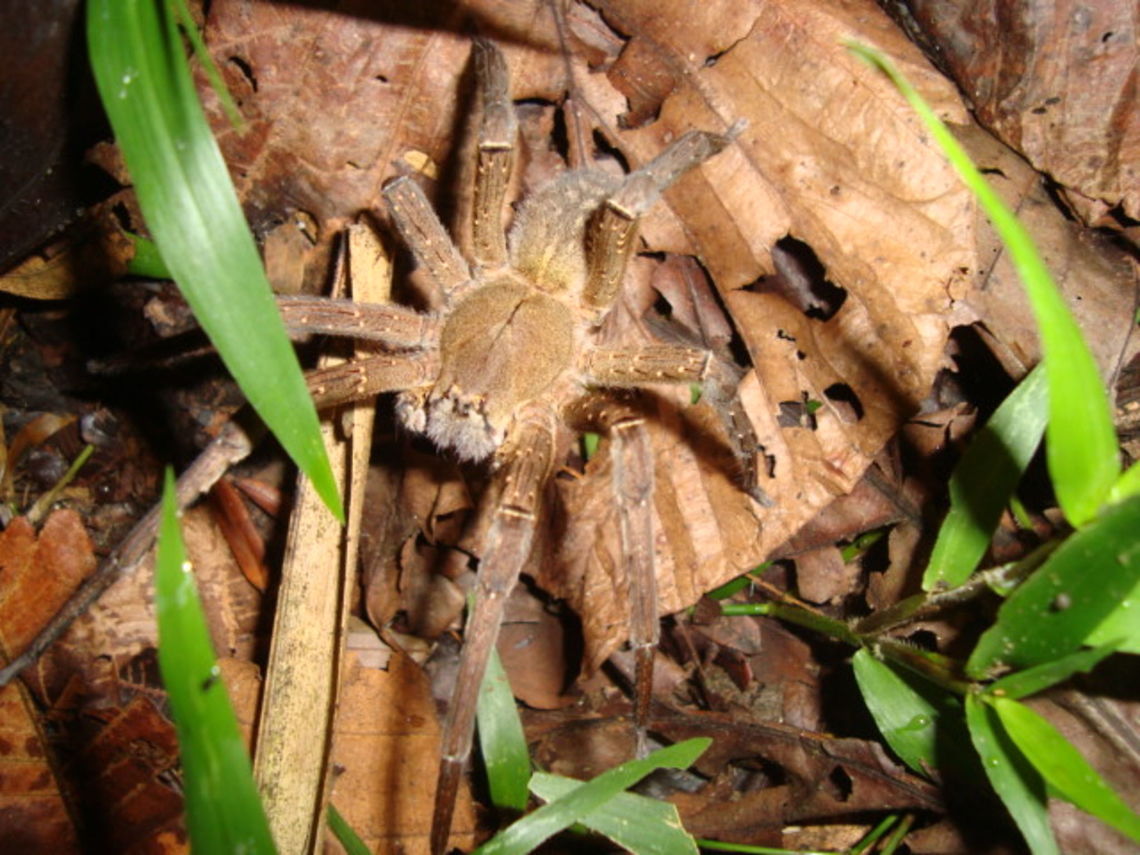 Come closer if you dare! A beautiful furry spider watching me . Spotted  it in the undergrowth during a short trek into the rainforest.       Ecuador,Fall,Geotagged,Phoneutria fera
