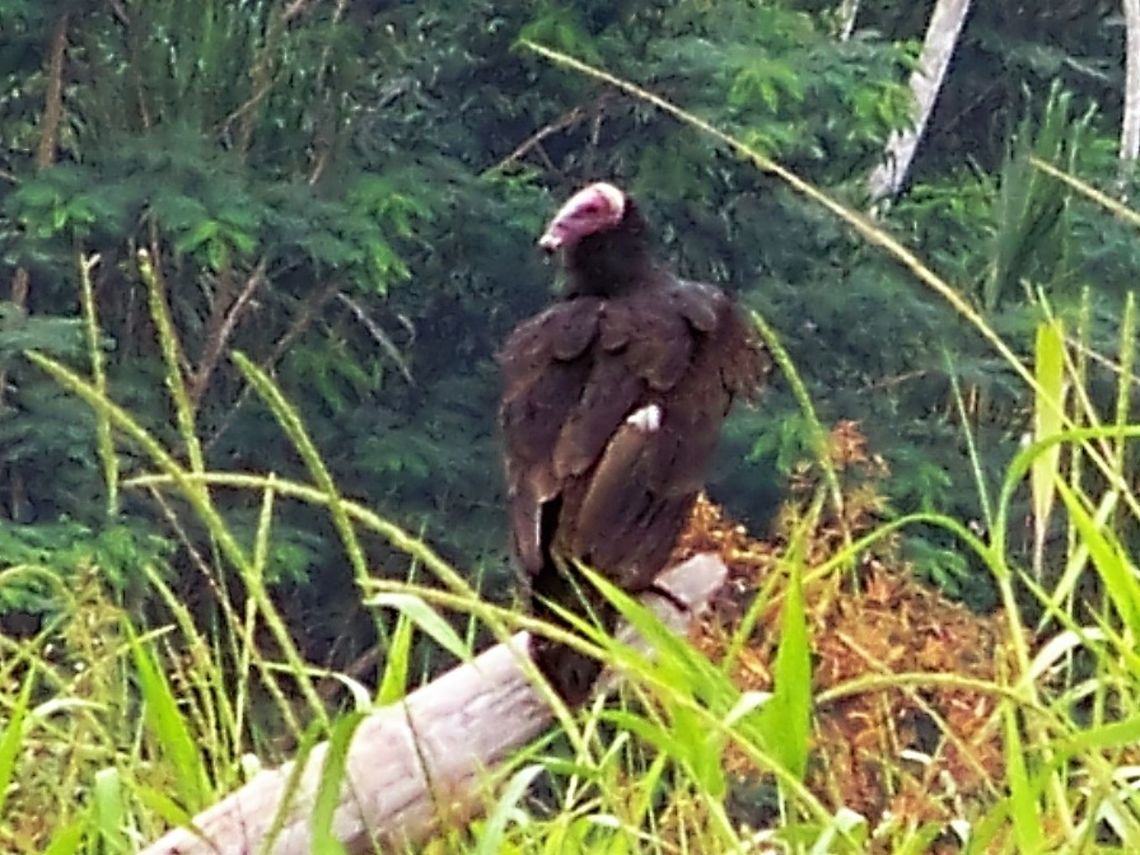 You would not want to eat me for your Christmas dinner! A turkey vulture, one of the New World Vultures, is a scavenger. Luckily it is immune to salmonella or anthrax, or other like  diseases. Seen in Cuyabeno, 2009. Cathartes aura,Ecuador,Fall,Geotagged,Turkey Vulture