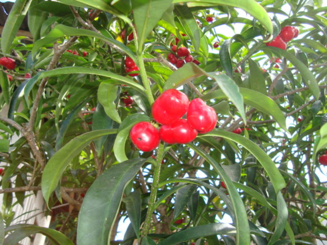 wild coffee? Found in the rainforest, Ecuador. Ecuador,Fall,Geotagged