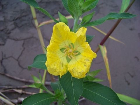 amazing forms in a yellow flower Cannot identify this flower, I think it may be past its best, but I love the different colours! Ecuador,Fall,Geotagged,Ludwigia peruviana,Peruvian Primrose Willow