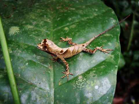 Blue-lipped Forest Anole