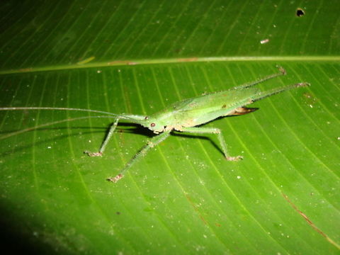 Just look at the length of my antenna Lovely looking green cricket from The Amazon Basin Ecuador,Fall,Geotagged