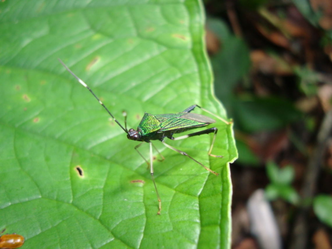 green bug Lovely colours, well hidden in the undergrowth Ecuador,Fall,Geotagged