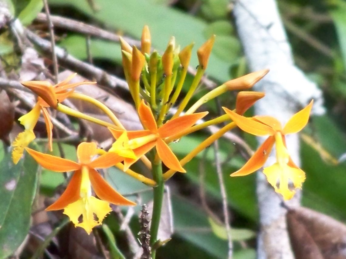 surely an orchid? A wonderful brown and yellow flower. Ecuador,Fall,Geotagged
