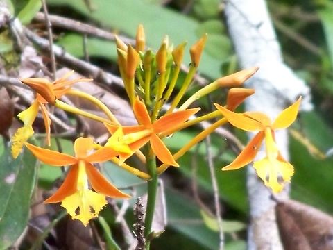 surely an orchid? A wonderful brown and yellow flower. Ecuador,Fall,Geotagged