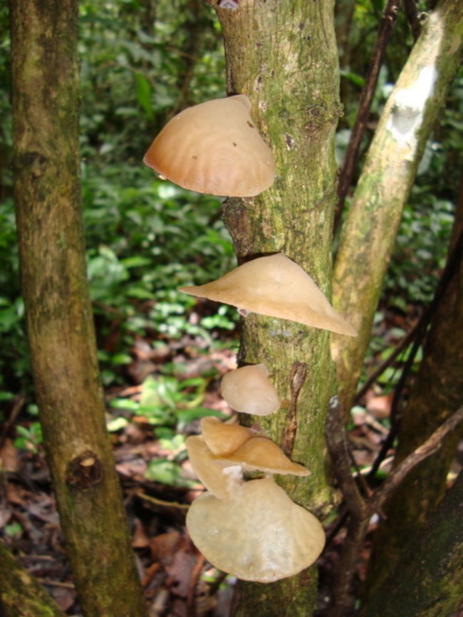 Beautiful oysters on a tree Such lovely-looking fungus Amazon rainforest,Fall,fungi,oysters