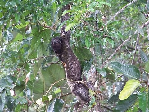 I just had a bath! Having been in the river, this sloth was climbing back to the canaopy Bradypus variegatus,Brown-throated sloth