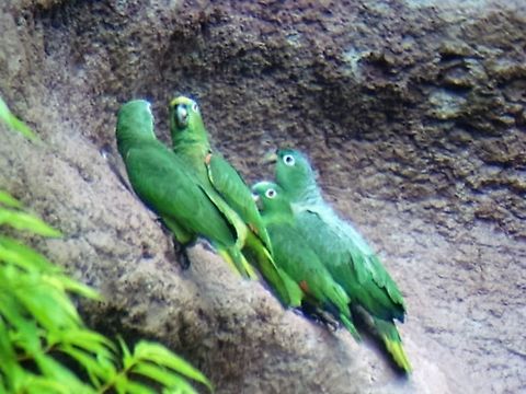 parrots at a salt-lick We waited for several hours in the early hours of the morning for a glimpse of these birds Amazona ochrocephala,Ecuador,Fall,Geotagged,Yellow-crowned Amazon